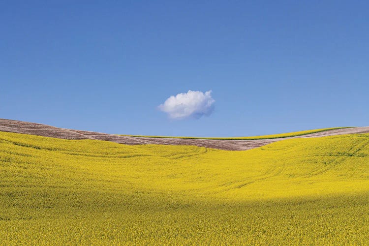 Spot, The Palouse, Washington