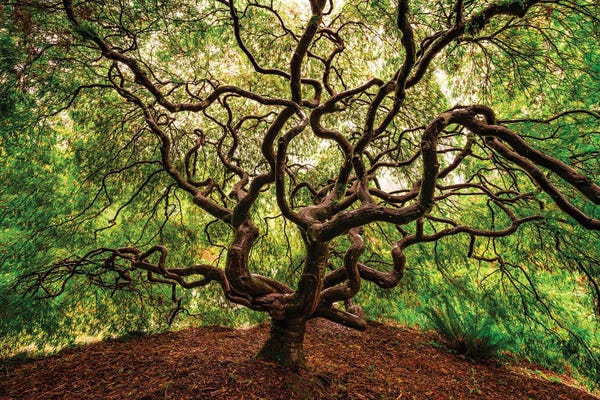 Jim Nilsen: Tangled, Seattle, Washington by Jim Nilsen