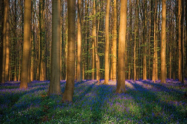 Jim Nilsen: The Bloom, Hallerbos, Belgium by Jim Nilsen