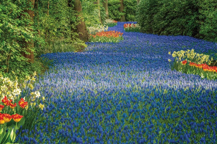 The Blue River, Keukenhof, The Netherlands by Jim Nilsen wall art