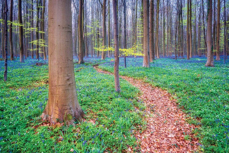 The Way, Hallerbos, Belgium by Jim Nilsen wall art