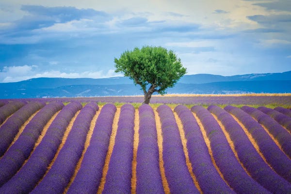 Provence-Alpes-Côte d'Azur: Valensole Lavender, Provence, France by Jim Nilsen