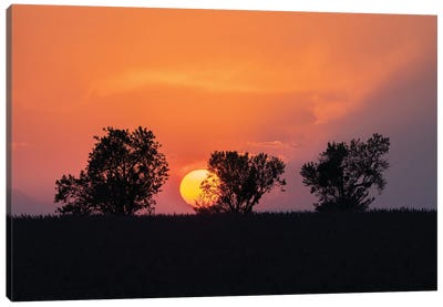 Valensole Sunset, Provence, France Canvas Art Print