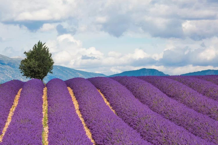 Ready For Harvest, Provence, France by Jim Nilsen wall art
