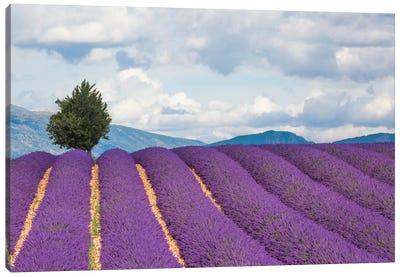 Ready For Harvest, Provence, France Canvas Art Print - Jim Nilsen