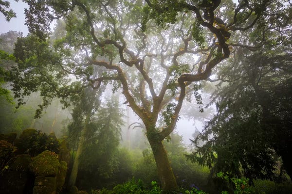Tree Close-Ups: Sintra Forest, Sintra, Portugal by Jim Nilsen