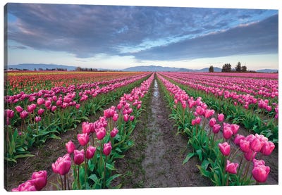 Skagit Bloom, Skagit Valley, Washington Canvas Art Print - Tulip Art