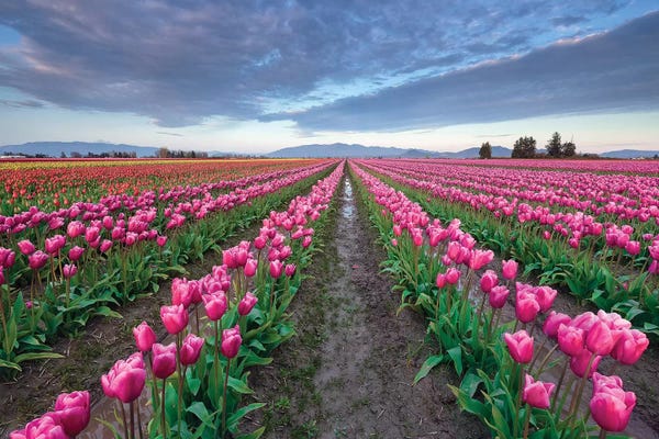 Jim Nilsen: Skagit Bloom, Skagit Valley, Washington by Jim Nilsen