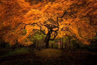 Splendor, Seattle, Washington by Jim Nilsen art print