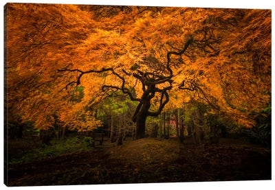 Splendor, Seattle, Washington Canvas Art Print - Japanese Maple Trees