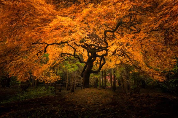 Jim Nilsen: Splendor, Seattle, Washington by Jim Nilsen