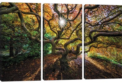 Tentacles And Sun, Seattle, Washington I Canvas Art Print - Maple Tree Art