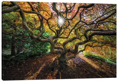 Tentacles And Sun, Seattle, Washington I Canvas Art Print - Japanese Maple Tree Art