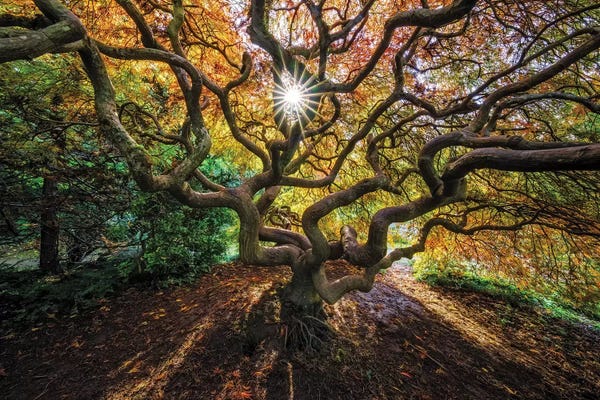Tree Close-Ups: Tentacles And Sun, Seattle, Washington I by Jim Nilsen