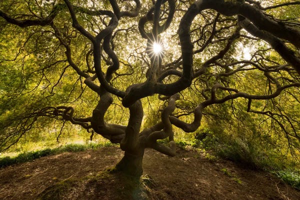 Jim Nilsen: Tentacles And Sun, Seattle, Washington II by Jim Nilsen