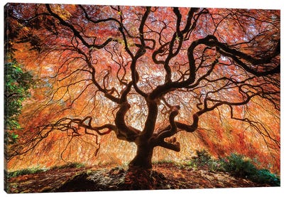 Tentacles And Sun, Seattle, Washington III Canvas Art Print - Maple Trees