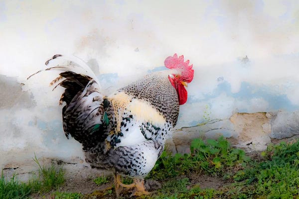 Jim Nilsen: The Austrian Rooster, Austria by Jim Nilsen