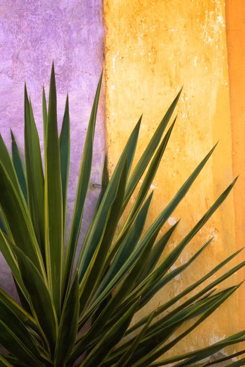 Tlaquepaque Bouquet, Tlaquepaque, Mexico by Jim Nilsen wall art