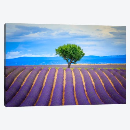 To The Tree, Provence, France Canvas Print #NIL69} by Jim Nilsen Canvas Wall Art