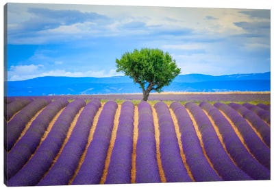 To The Tree, Provence, France Canvas Art Print - Jim Nilsen