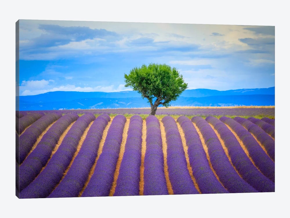 To The Tree, Provence, France by Jim Nilsen 1-piece Canvas Print