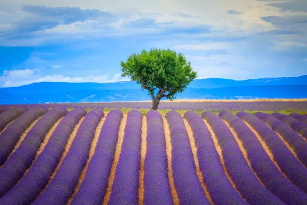 All Purples: To The Tree, Provence, France by Jim Nilsen