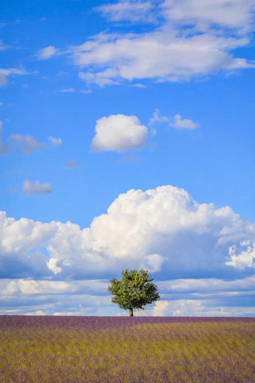 Tree And Clouds, Provence, France