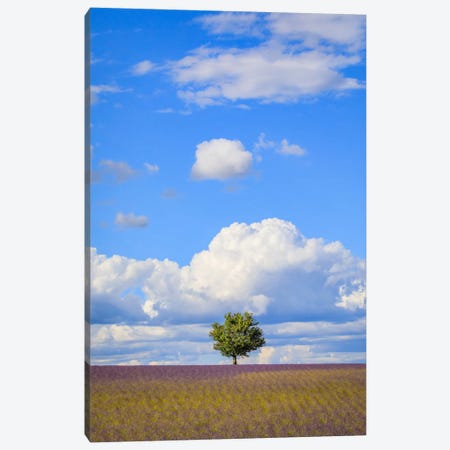 Tree And Clouds, Provence, France Canvas Print #NIL70} by Jim Nilsen Canvas Art Print