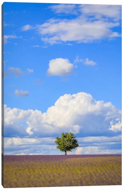 Tree And Clouds, Provence, France Canvas Art Print - Jim Nilsen