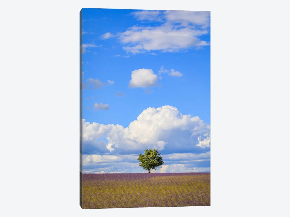 Tree And Clouds, Provence, France by Jim Nilsen 1-piece Canvas Art Print