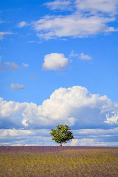 Jim Nilsen: Tree And Clouds, Provence, France by Jim Nilsen