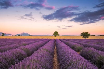 Valensole Sunset, Provence, France by Jim Nilsen framed wall art