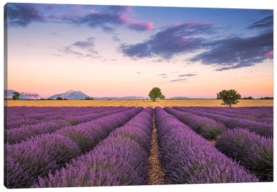 Valensole Sunset, Provence, France Canvas Art Print - Provence