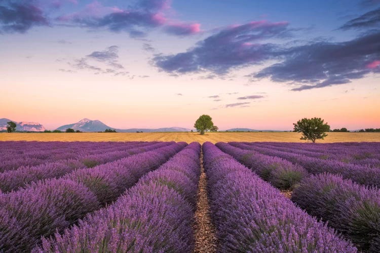 Valensole Sunset, Provence, France