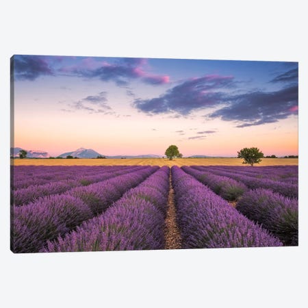 Valensole Sunset, Provence, France Canvas Print #NIL72} by Jim Nilsen Canvas Art Print