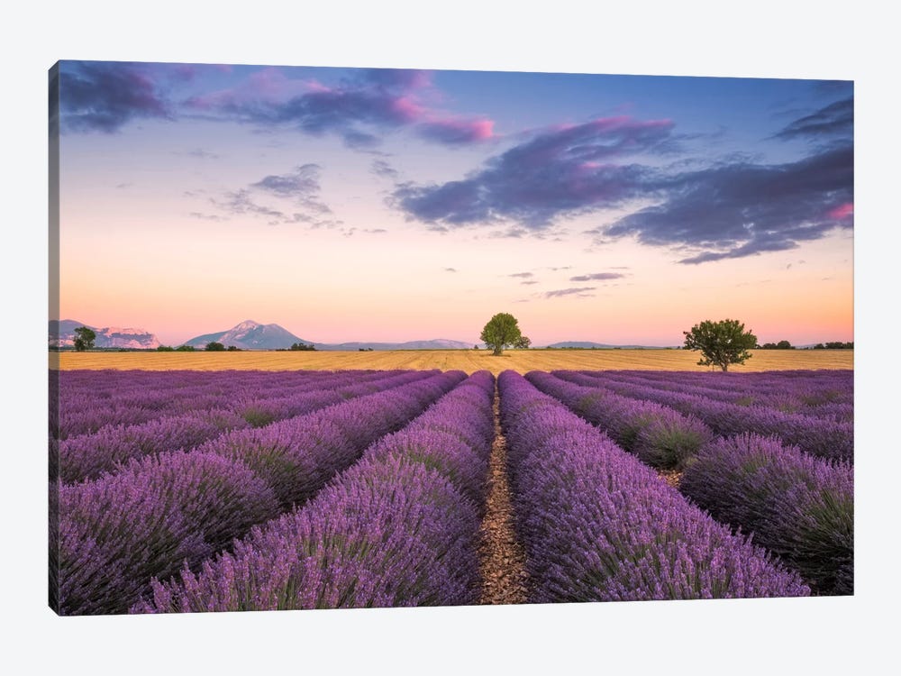 Valensole Sunset, Provence, France by Jim Nilsen 1-piece Art Print