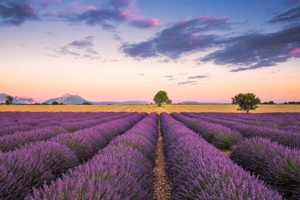 Jim Nilsen: Valensole Sunset, Provence, France by Jim Nilsen
