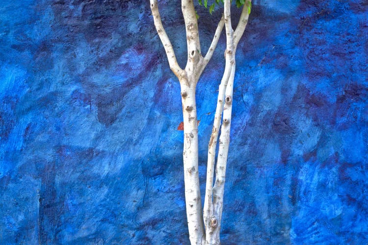 White On Blue, Ajijic, Mexico by Jim Nilsen wall art
