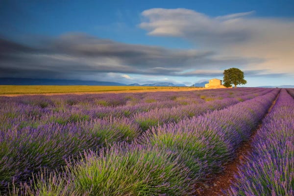 All Purples: Worth The Wait, Provence, France by Jim Nilsen