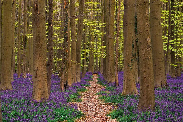 A Walk In The Woods, Hallberbos, Belgium