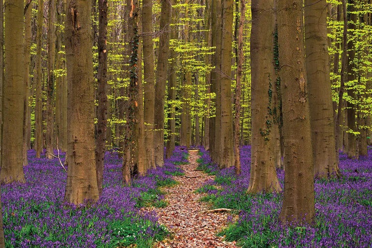 A Walk In The Woods, Hallberbos, Belgium by Jim Nilsen wall art