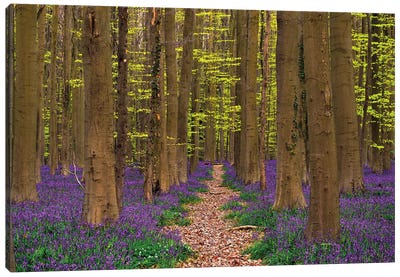A Walk In The Woods, Hallberbos, Belgium Canvas Art Print - Jim Nilsen