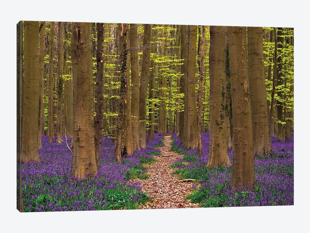 A Walk In The Woods, Hallberbos, Belgium by Jim Nilsen 1-piece Art Print