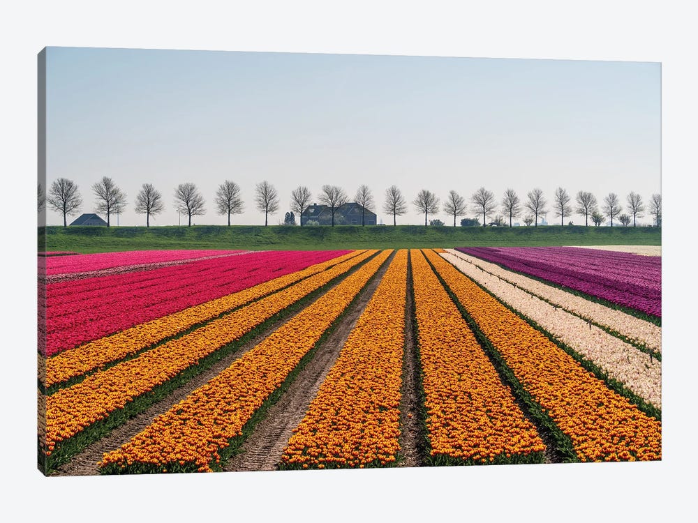 Beemster Bloom, The Netherlands by Jim Nilsen 1-piece Canvas Print