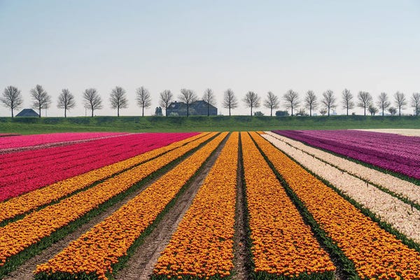 Jim Nilsen: Beemster Bloom, The Netherlands by Jim Nilsen