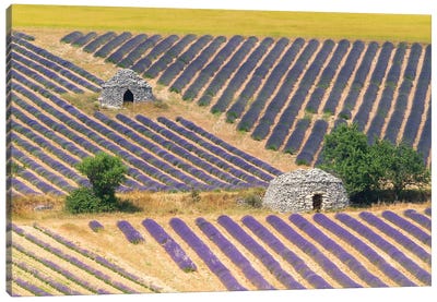Bories & Lavender, Provence, France Canvas Art Print - Provence