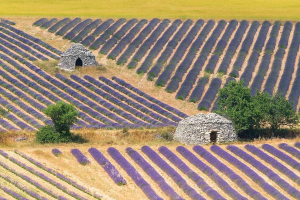 Jim Nilsen: Bories & Lavender, Provence, France by Jim Nilsen