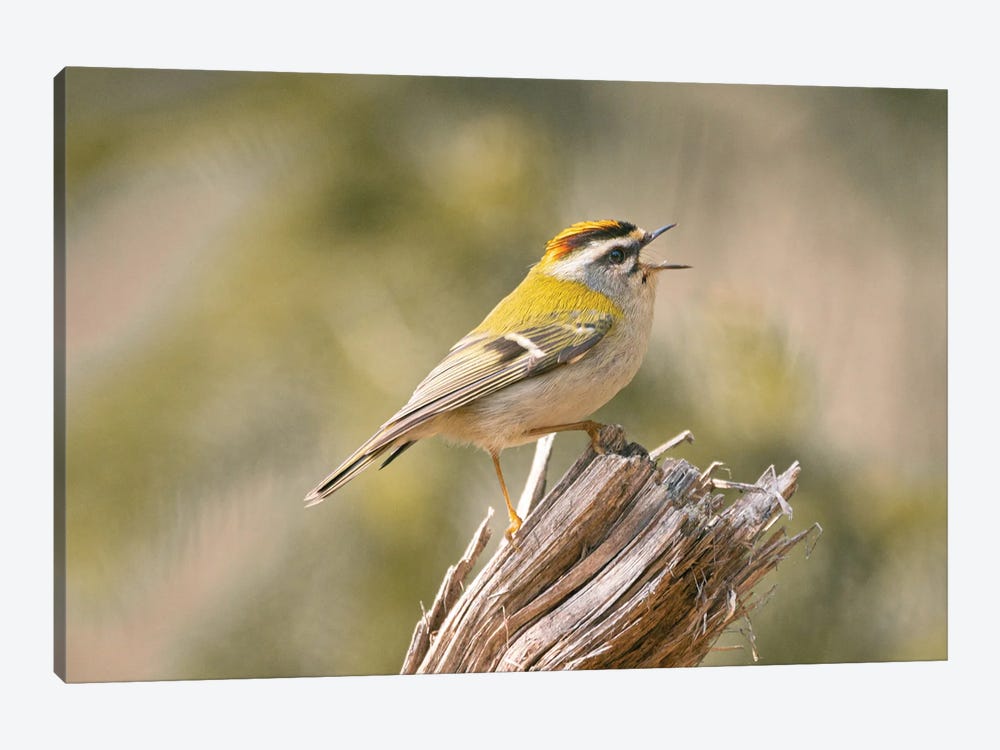 Common Firecrest III by Niki Colemont 1-piece Canvas Wall Art