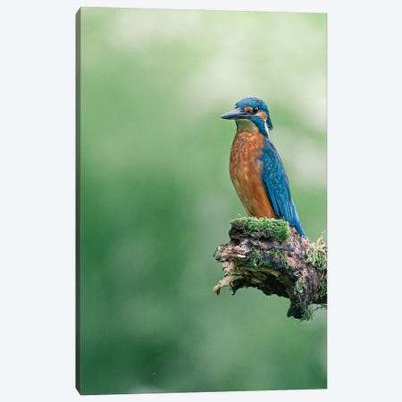 Common Kingfisher I Canvas Print #NKC13} by Niki Colemont Canvas Print