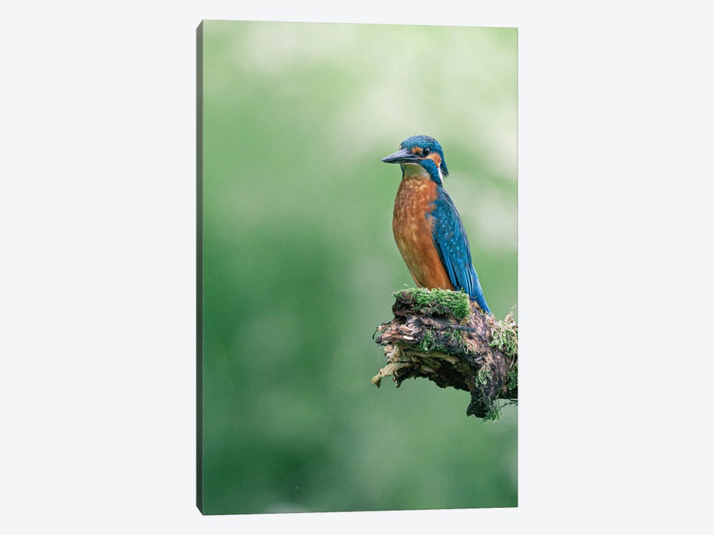 Common Kingfisher I by Niki Colemont 1-piece Canvas Wall Art